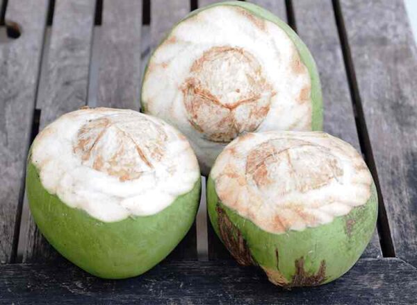 Tender Coconut ( Malai ) - Image 2