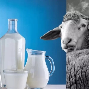 Raw Sheep milk (250ml)