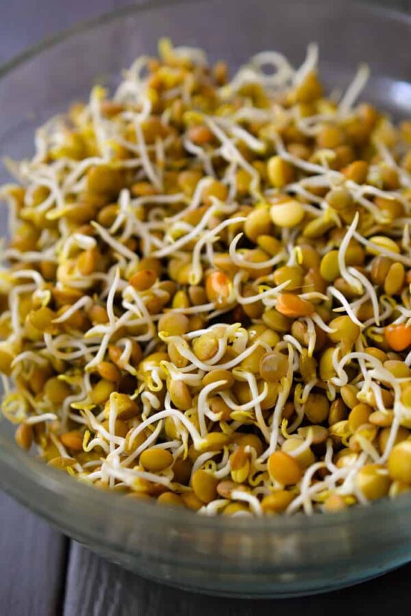 Lentil sprouts(250grm)
